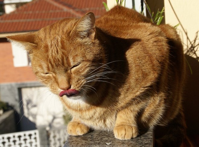 Photo de Chat domestique