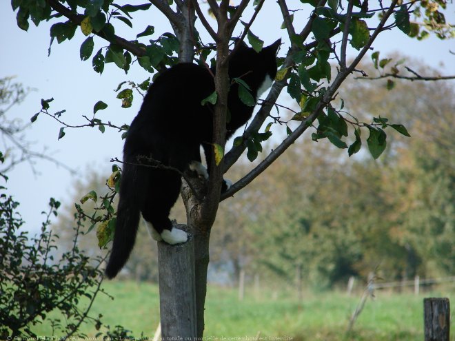 Photo de Chat domestique