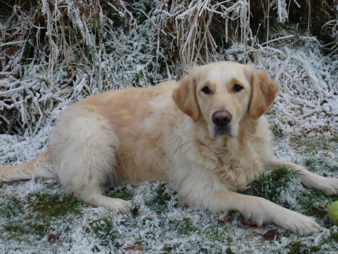 Photo de Golden retriever