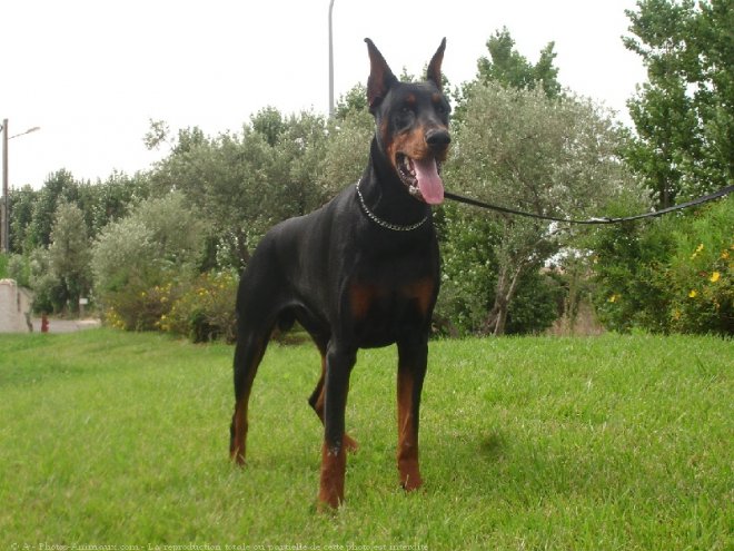 Photo de Dobermann