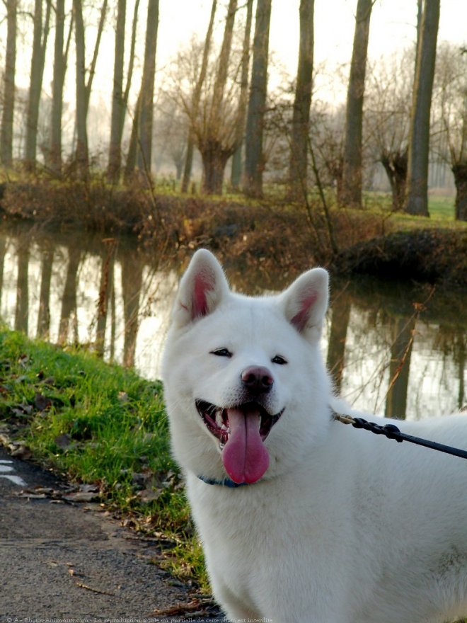 Photo d'Akita inu