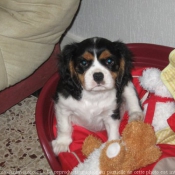 Photo de Cavalier king charles spaniel