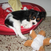 Photo de Cavalier king charles spaniel