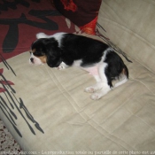 Photo de Cavalier king charles spaniel