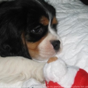 Photo de Cavalier king charles spaniel