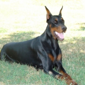 Photo de Dobermann