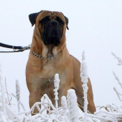 Photo de Bullmastiff