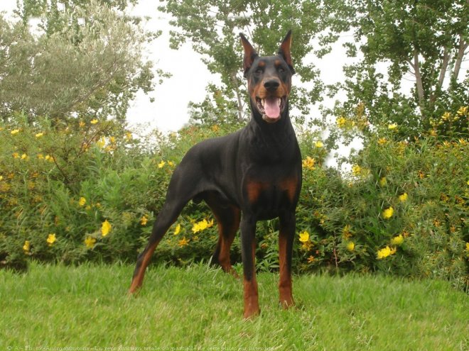 Photo de Dobermann