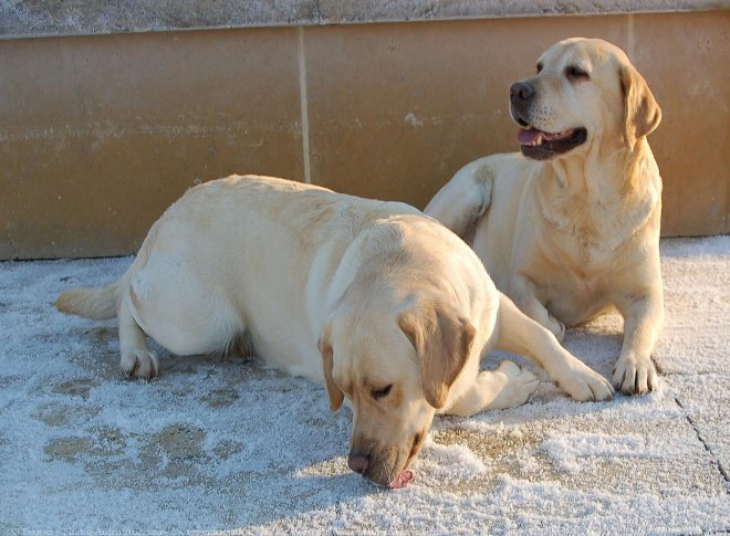 Photo de Labrador retriever