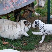 Photo de Dalmatien