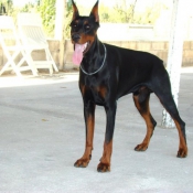 Photo de Dobermann