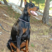 Photo de Dobermann