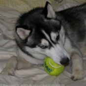 Photo de Husky siberien