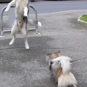 Photo de Husky siberien