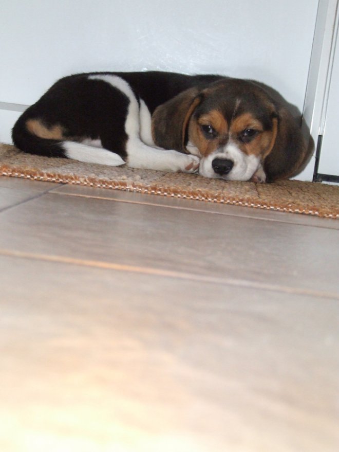 Photo de Beagle