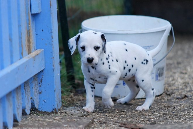 Photo de Dalmatien