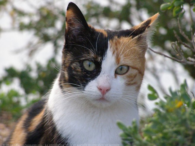 Photo de Chat domestique