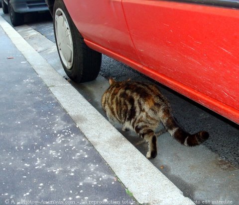 Photo de Chat domestique