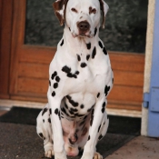 Photo de Dalmatien