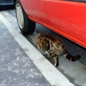 Photo de Chat domestique