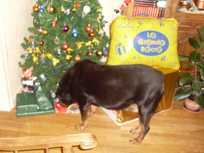 Photo de Rottweiler