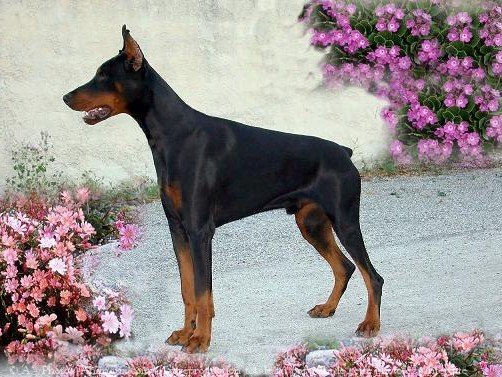 Photo de Dobermann