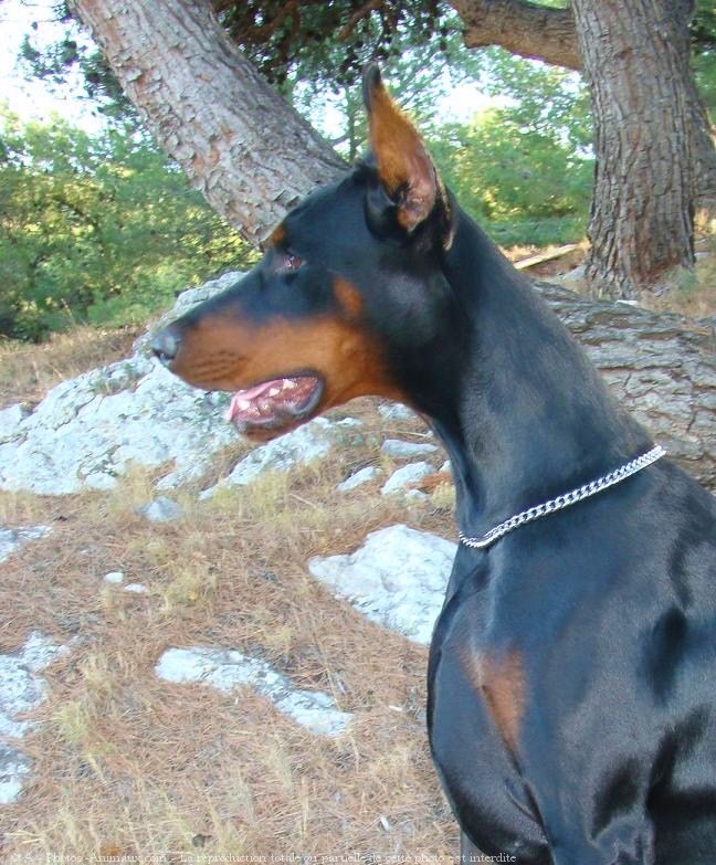 Photo de Dobermann