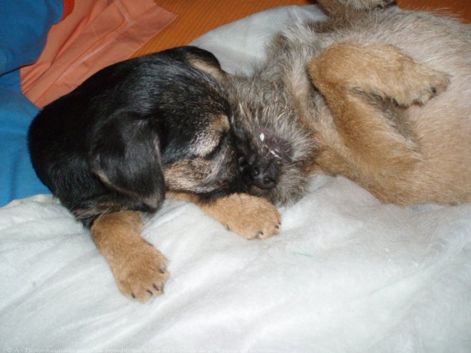 Photo de Border terrier