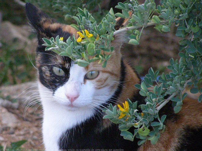 Photo de Chat domestique