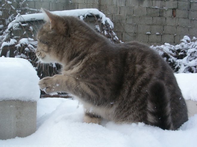 Photo de Chat domestique