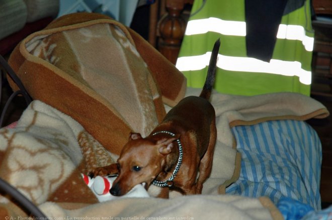 Photo de Pinscher nain