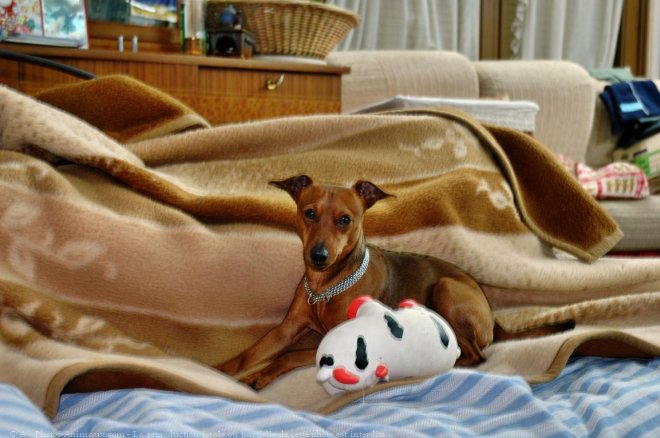 Photo de Pinscher nain