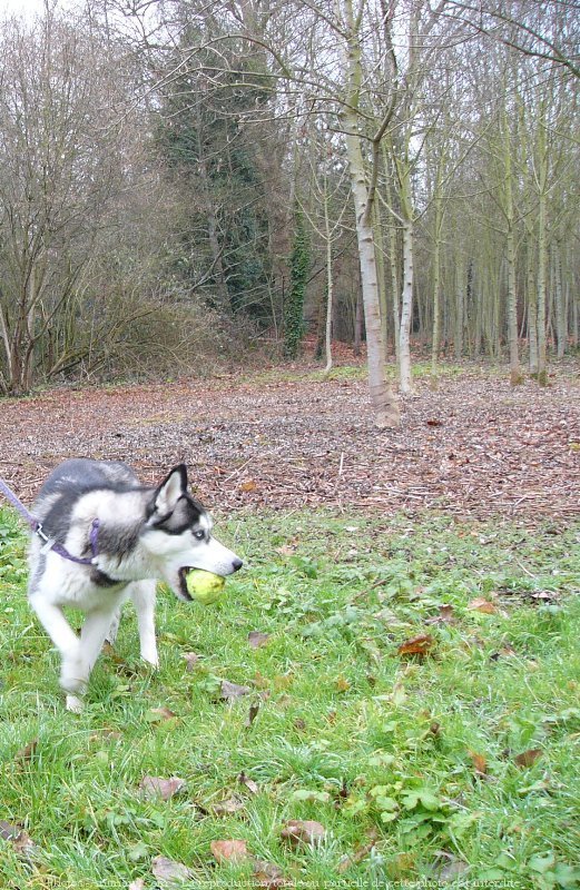 Photo de Husky siberien