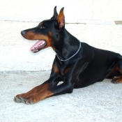 Photo de Dobermann