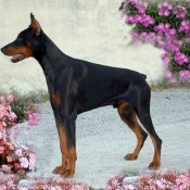 Photo de Dobermann