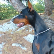 Photo de Dobermann