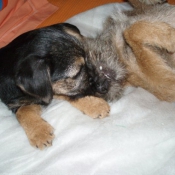 Photo de Border terrier