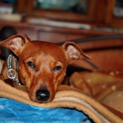 Photo de Pinscher nain