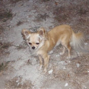 Photo de Chihuahua  poil long