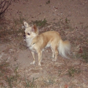 Photo de Chihuahua  poil long