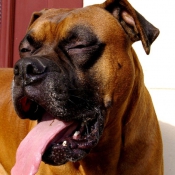 Photo de Boxer