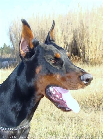 Photo de Dobermann