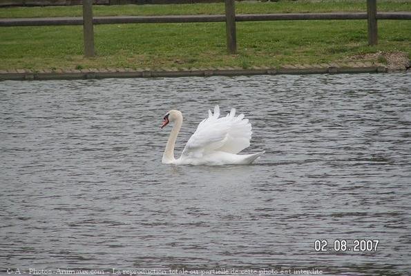 Photo de Cygne