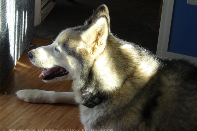 Photo de Husky siberien