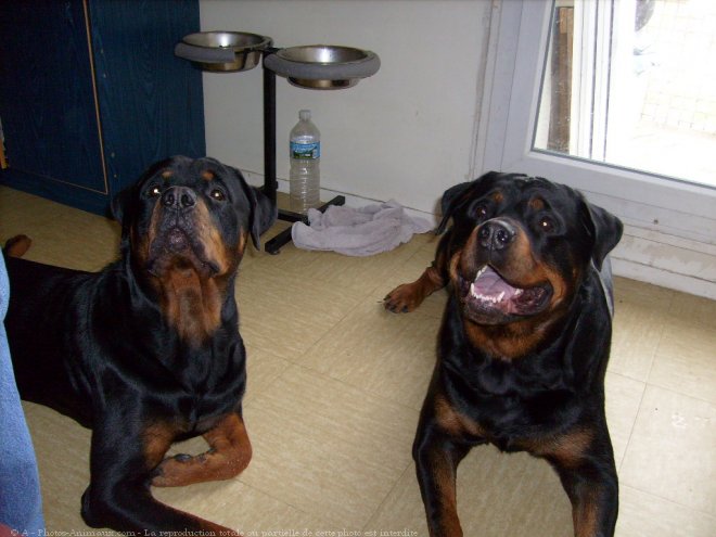 Photo de Rottweiler