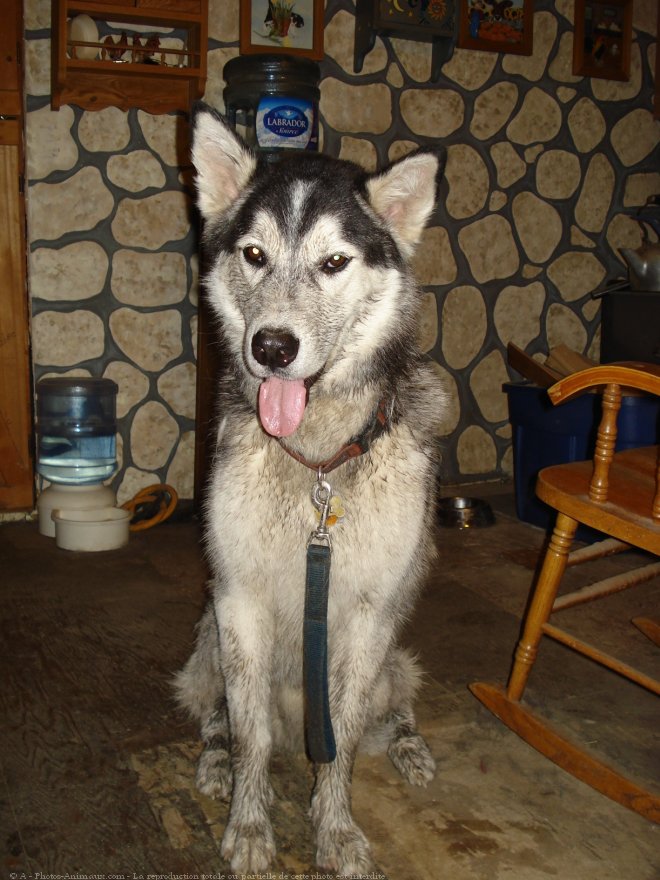 Photo de Malamute de l'alaska