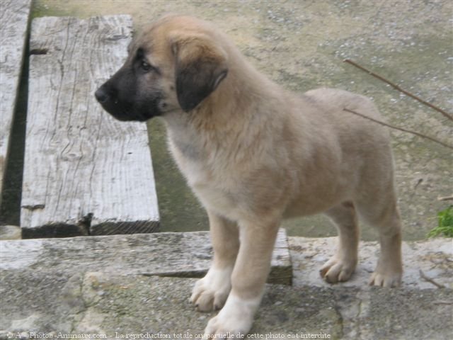 Photo de Chien de berger d'anatolie