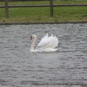 Photo de Cygne