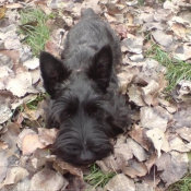 Photo de Scottish terrier