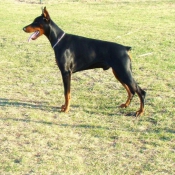 Photo de Dobermann